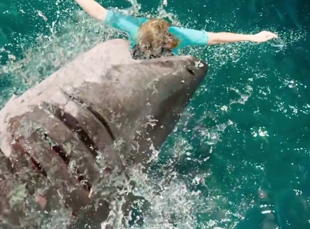 小猪佩奇全集免费观看