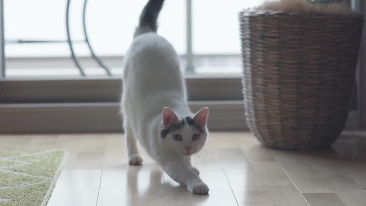 穿透屋顶的high kick全集