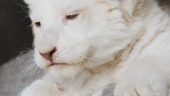 将军在上免费全集在线观看