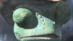 倚天屠龙记之魔教教主