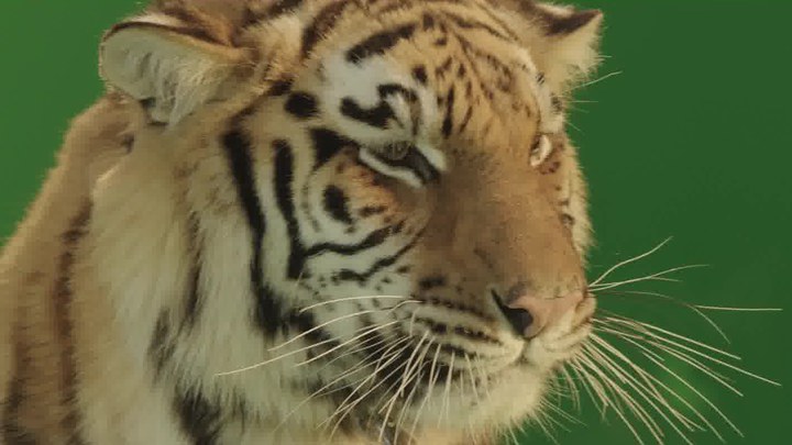 果宝特攻第二部全集